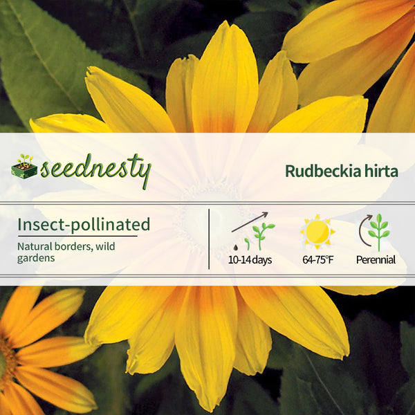 Prairie Sun Rudbeckia Seeds