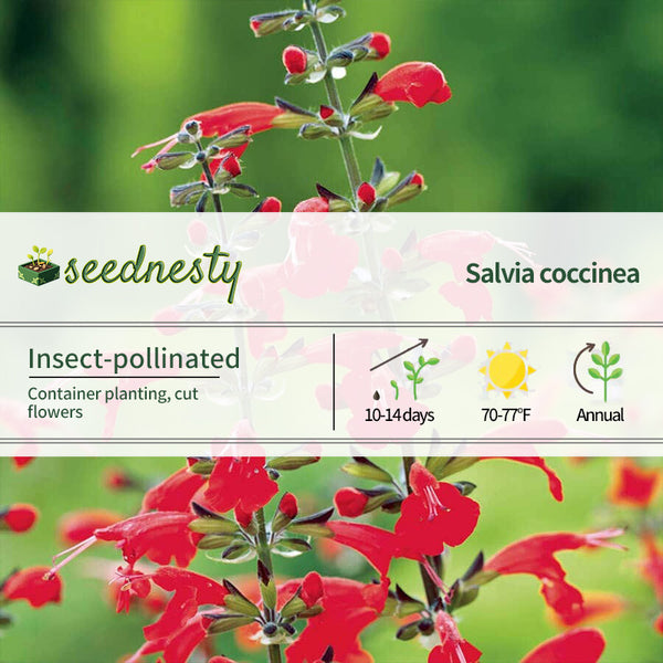 Summer Jewel Red Salvia Seeds