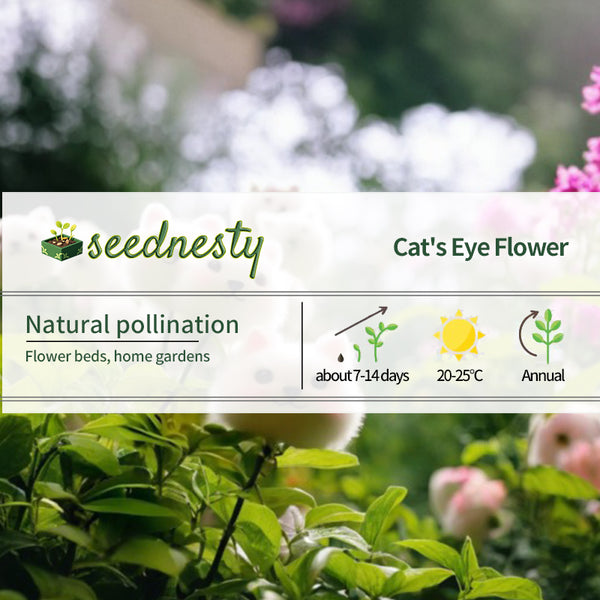 2025 New🔥Cat face flower Seeds