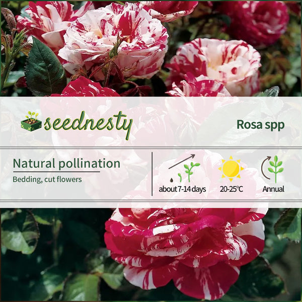 Dark Red White Rose Seeds