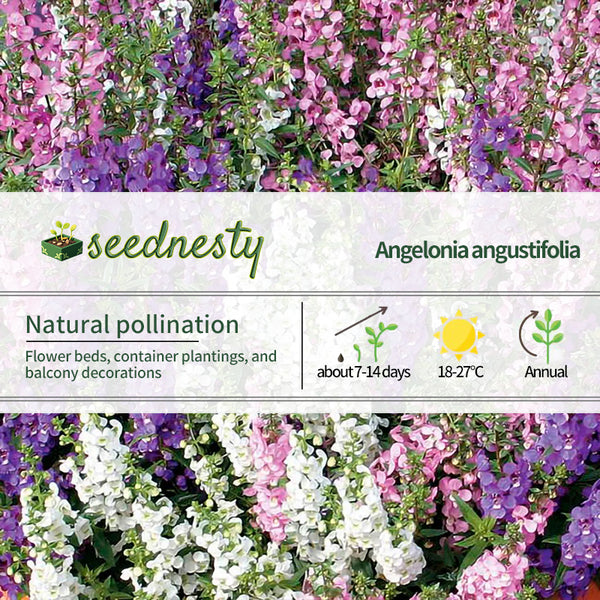 Serena Mix Angelonia Seeds