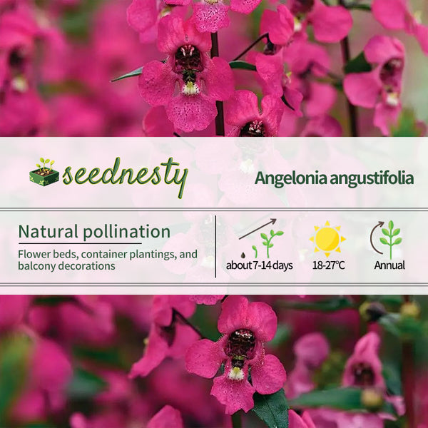 Serena Rose Angelonia Seeds