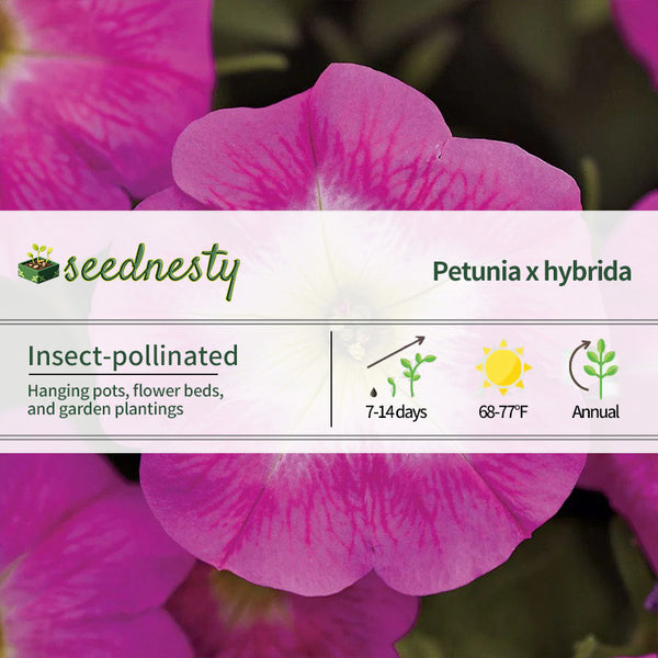 E3 Easy Wave Rose Morn Petunia Seeds