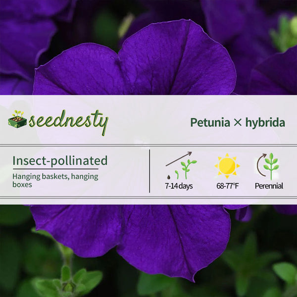 E3 Easy Wave Blue Petunia Seeds