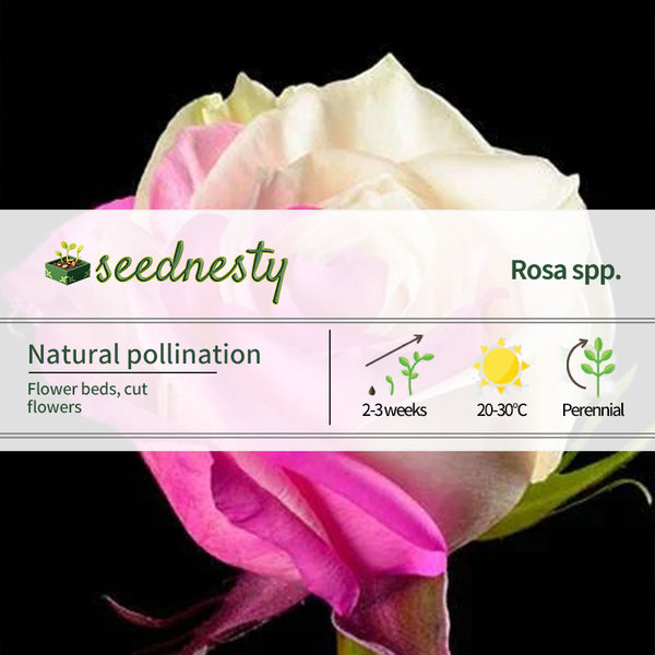 Fuchsia White Rose Seeds