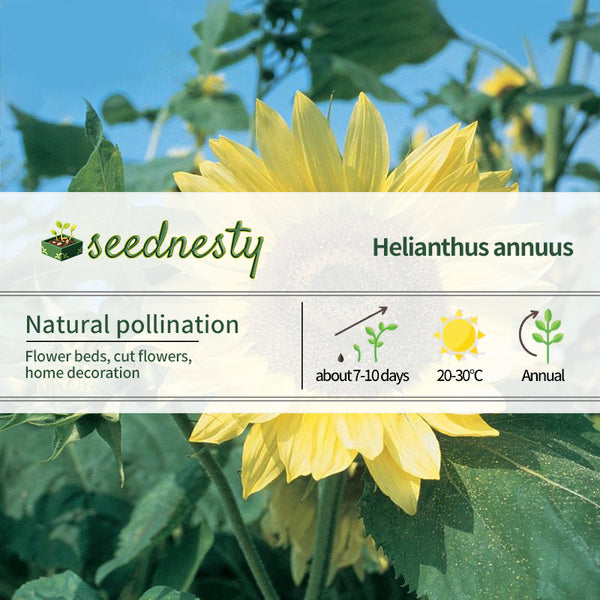 Sunflower, Lemon Queen Organic