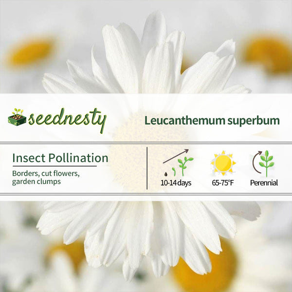 White Lion Shasta Daisy Seeds