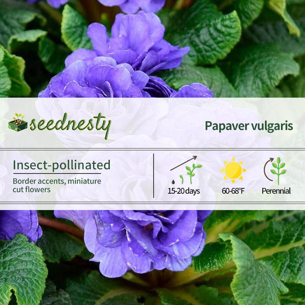 Primula PRIMA BELARINA 'Blue Champion'