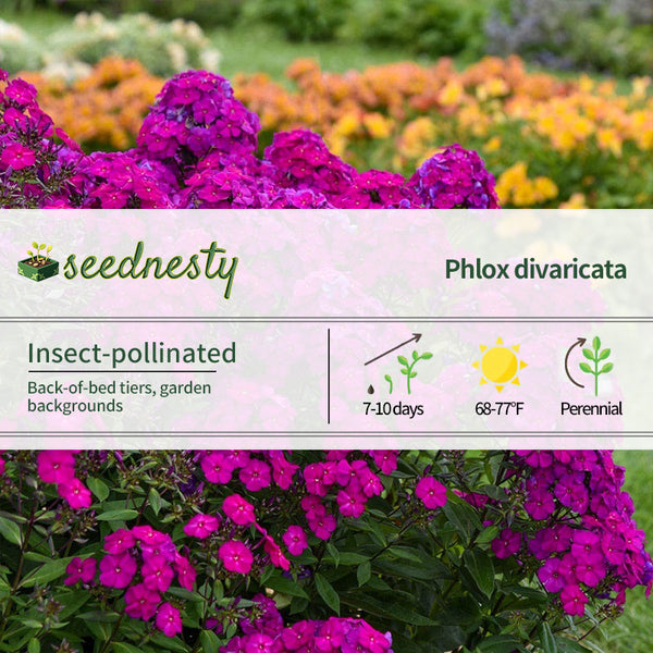 Phlox Luminary 'Ultraviolet'