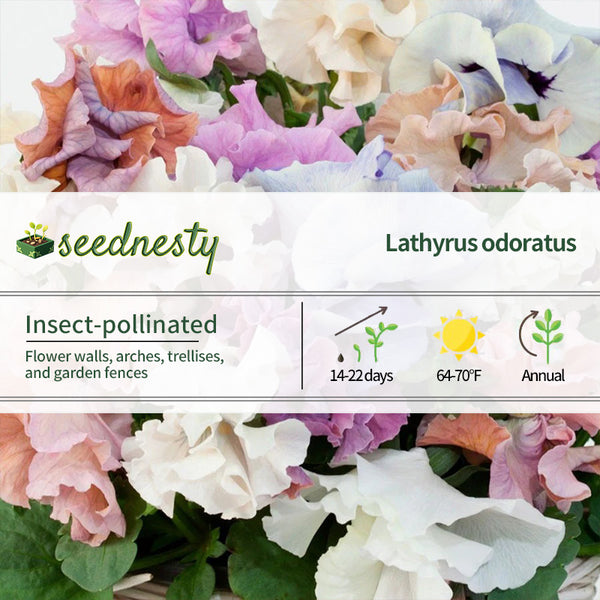 Sweet Pea Mix Pansy Seeds