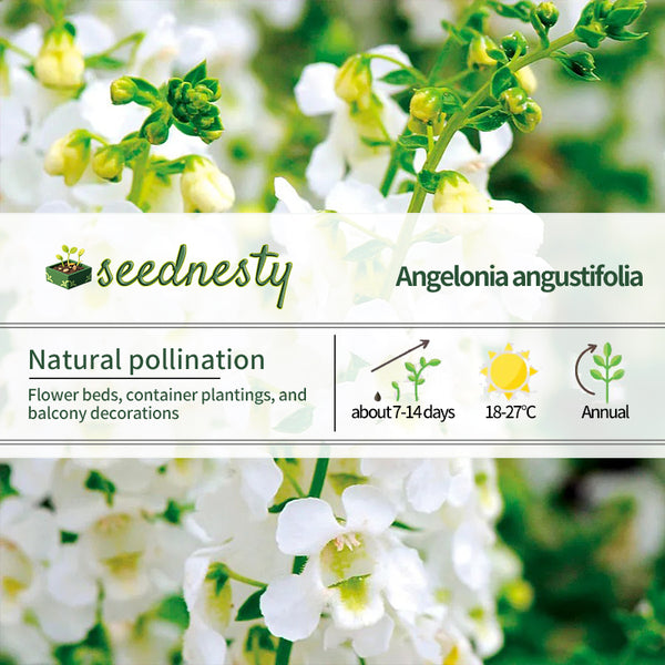 Serena White Angelonia Seeds