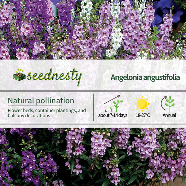 Serenita Mix Angelonia Seeds