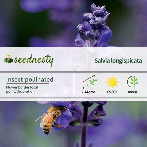 Big Blue Salvia Seeds