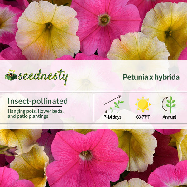 E3 Easy Wave Sweet Taffy Mix Petunia Seeds