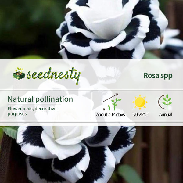 Rare White Heart Twin Rose 'Black & White'