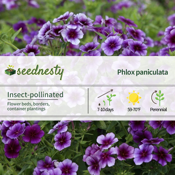 Blueberry Swirl Phlox Seeds