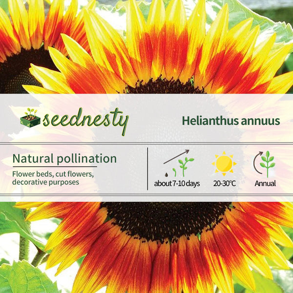 Sunflower, Fire Catcher