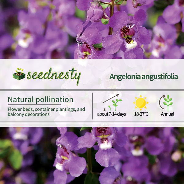 Serena Purple Angelonia Seeds