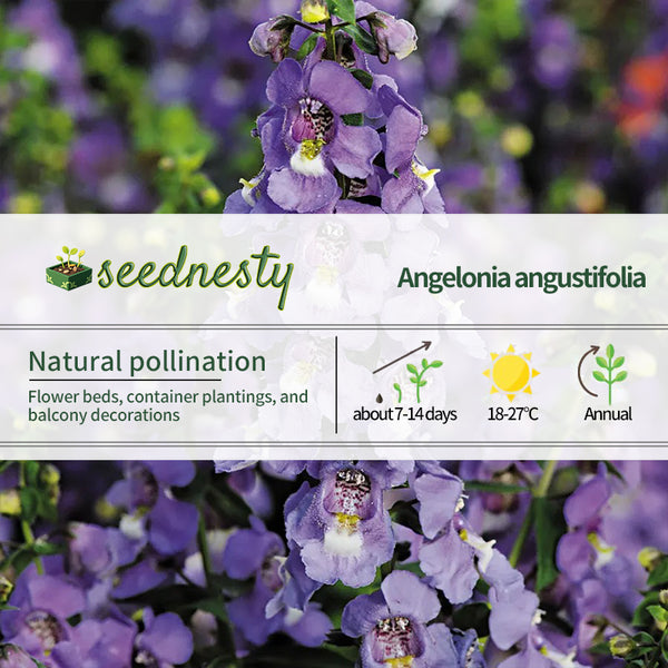 Serena Blue Angelonia Seeds