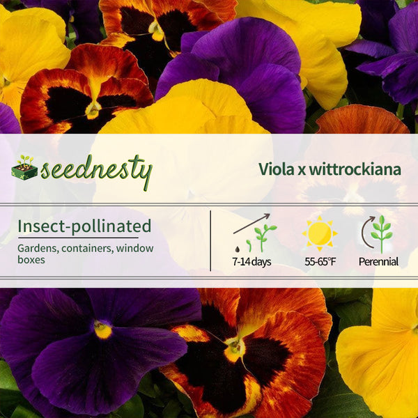 Majestic Giants II Autumn Mix Pansy Seeds