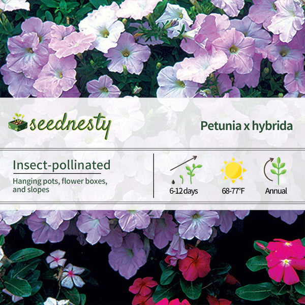 Wave Misty Lilac Hybrid Petunia Seeds