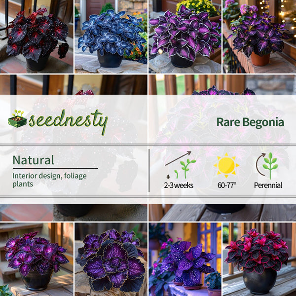 Rare Galaxy Polka Dot Begonia Seeds