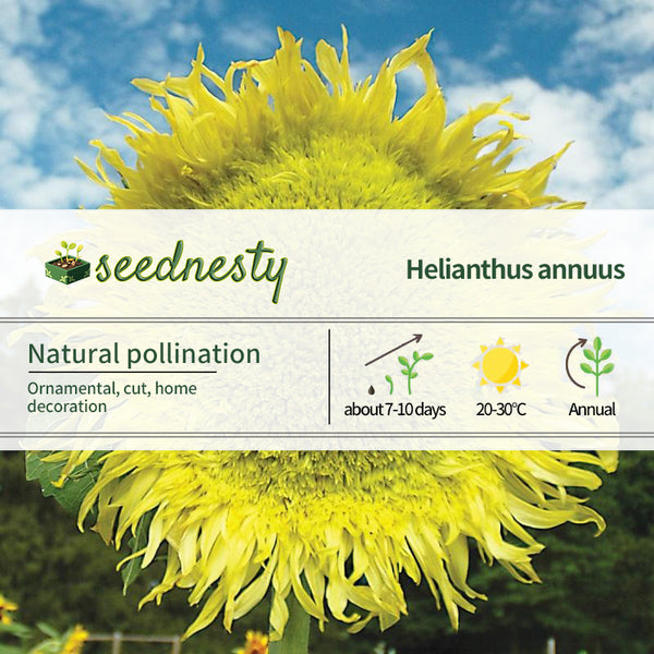 Sunflower, Zeus Hybrid
