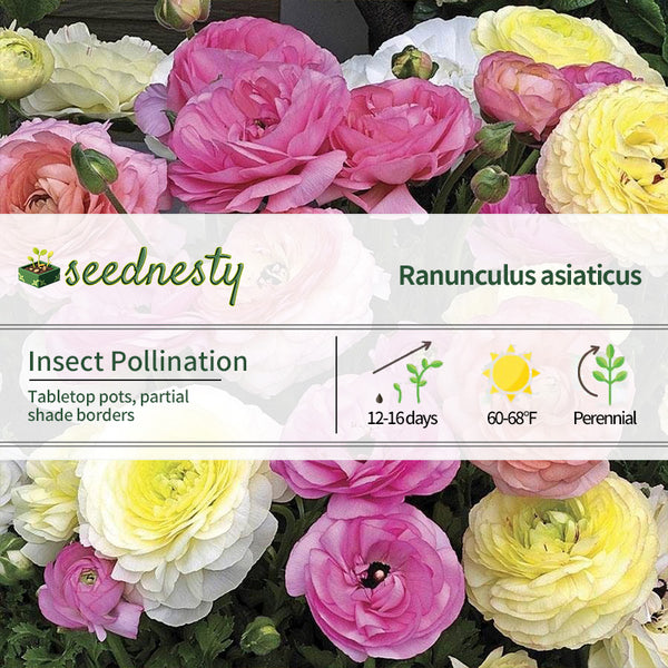 Maché Pastel Mix Ranunculus Seeds