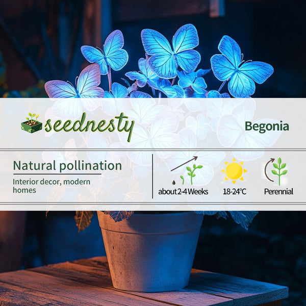 Moonlight Butterfly Begonia - Starry Blue