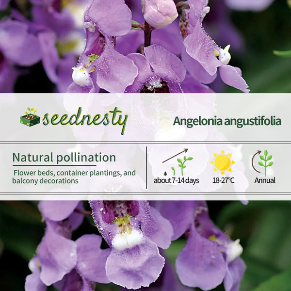 Serena Sky Blue Angelonia Seeds