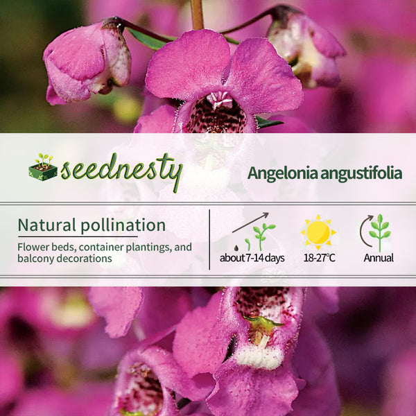 Serena Raspberry Angelonia Seeds