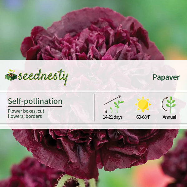 Black Peony Poppy Seeds