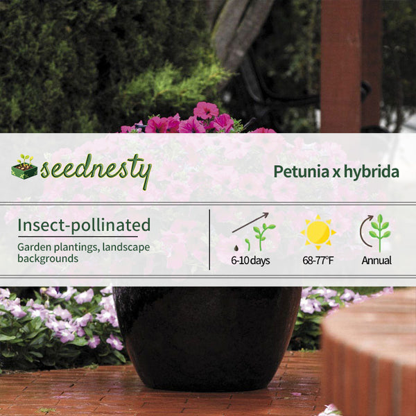 Wave Purple Improved Petunia Seeds