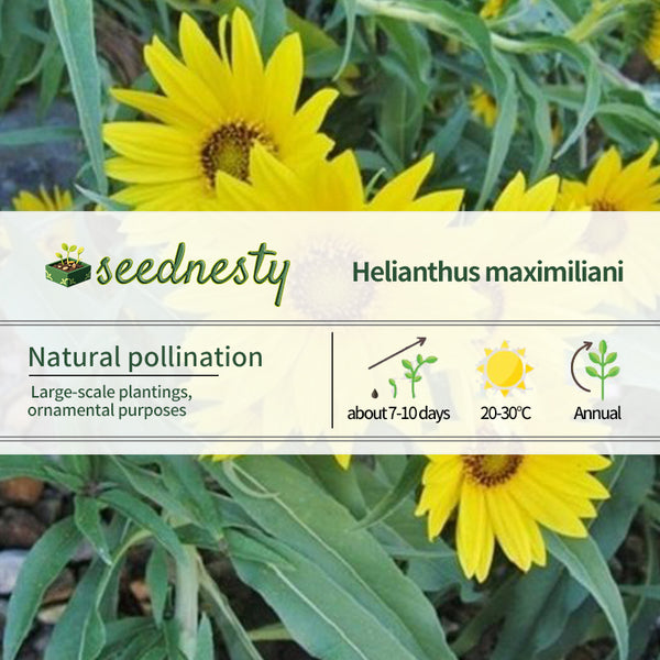 Sunflower Seeds - Maximilian