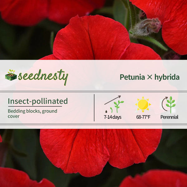 E3 Easy Wave Red Petunia Seeds