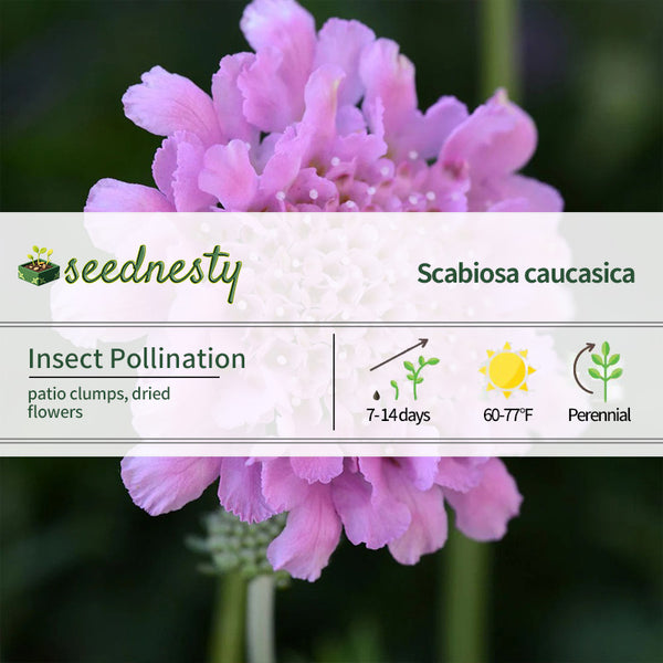 Scabiosa Flutter Rose Pink Seeds