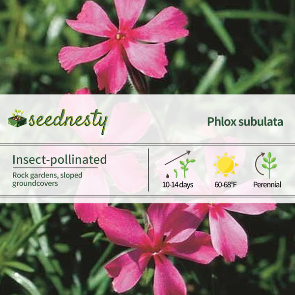 Scarlet Flame Creeping Phlox