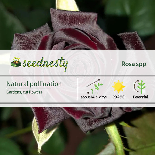 Black rose seeds🌹- Black Buck