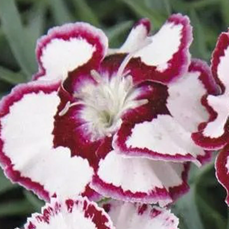 Dianthus 'Raspberry Swirl' Seeds – Seednesty