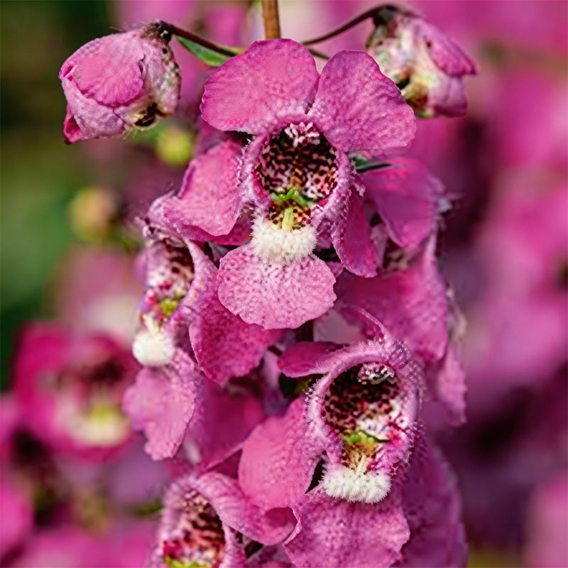 Serena Raspberry Angelonia Seeds – Seednesty