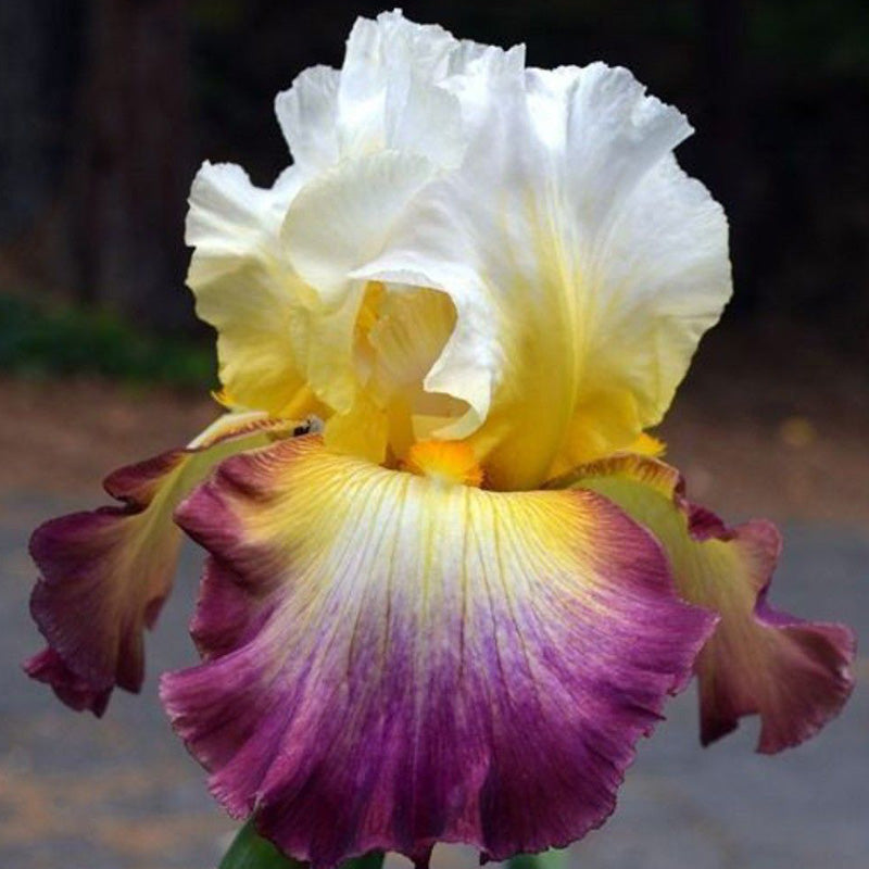 White, Yellow & Purple Ruffled Tall Bearded Iris Seeds Seednesty