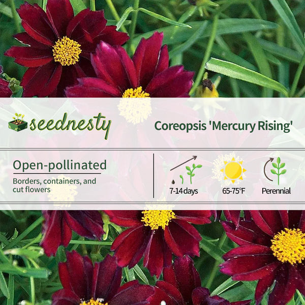 Coreopsis Big Bang 'Mercury Rising' Seeds
