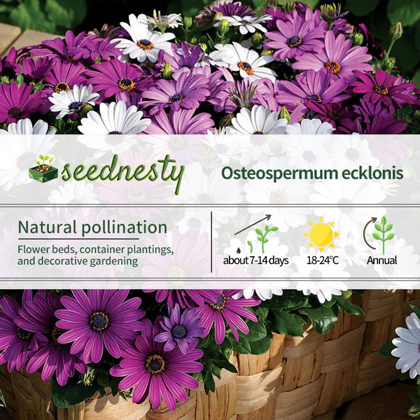 Mix Osteospermum Seeds