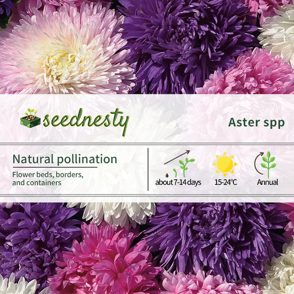 Park's Picks Mix Aster Seeds