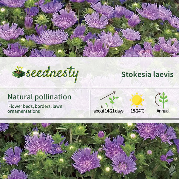 Peachie's Pick' Stokes Aster