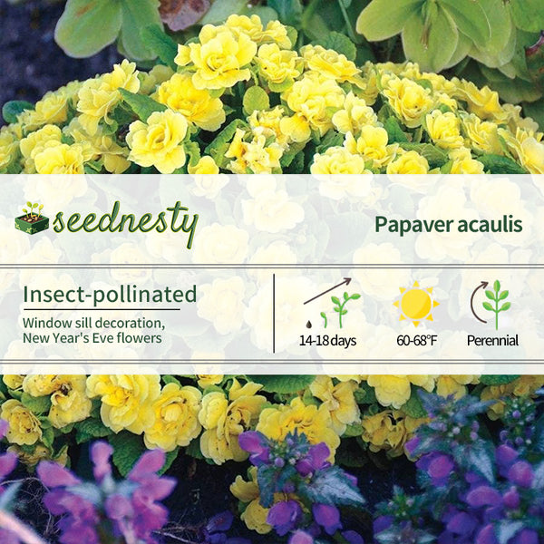 Primula Belarina Buttercup