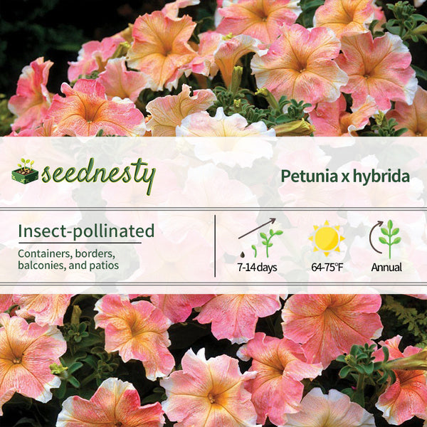 Dolcissima Flambe Petunia Seeds