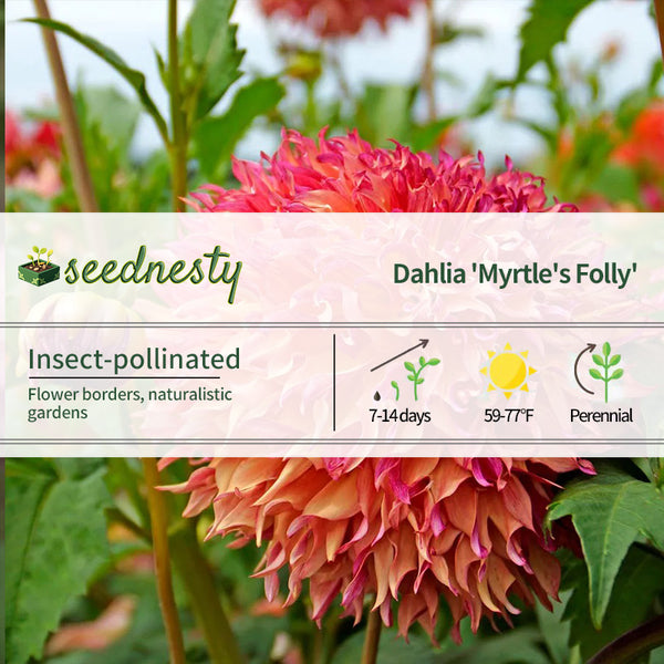 Dahlia Myrtle's Folly Dinner Plate Dahlia Seeds