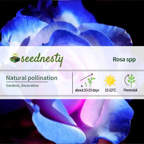 Rare Moon Rose Seeds
