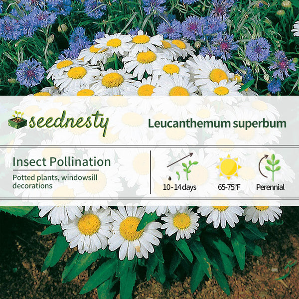 Snow Lady Shasta Daisy Seeds